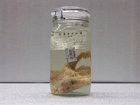 藏品(雲紋棘茄魚)的圖片